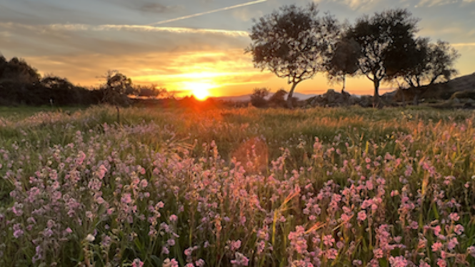 inspiring sunset over wild flower field reminding you of your power